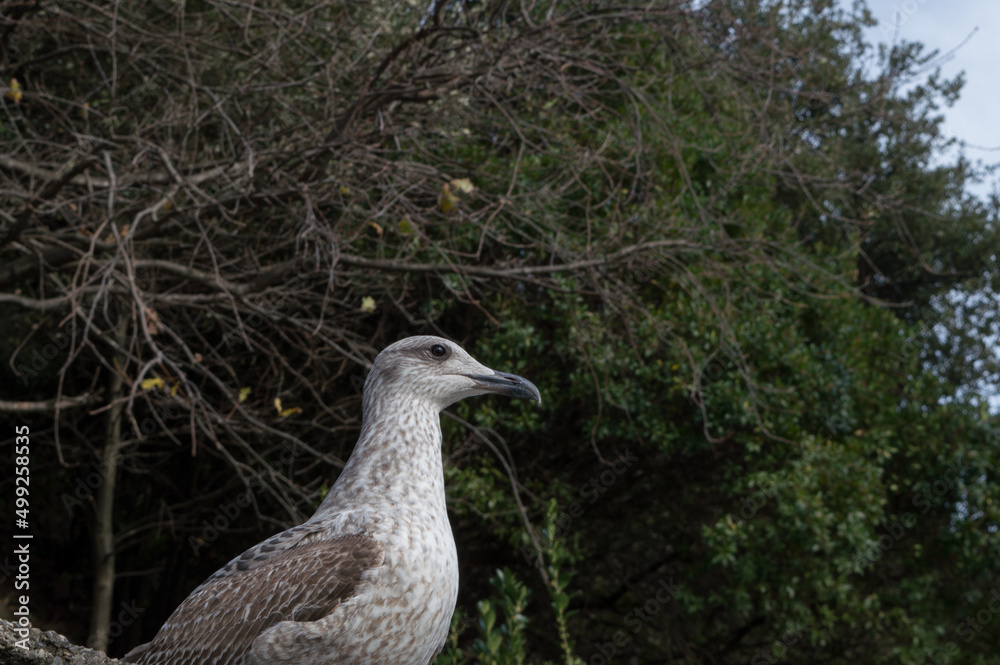 Une jeune mouette brune regarde au loin Une jeune mouette brune regarde au loin