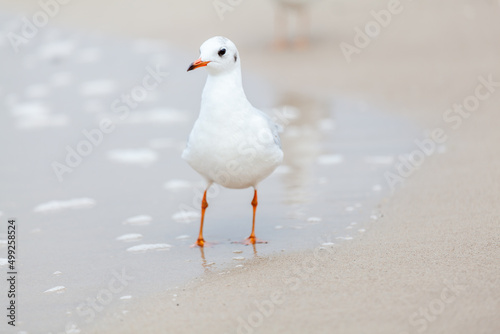 Seagull in the natural environment on the Baltic Sea.