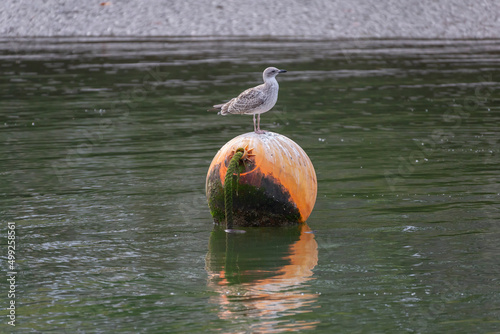 A lonely seagull standing in a buoy