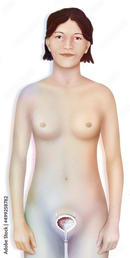 Representation of the bladder in women. Representation of the bladder in women.