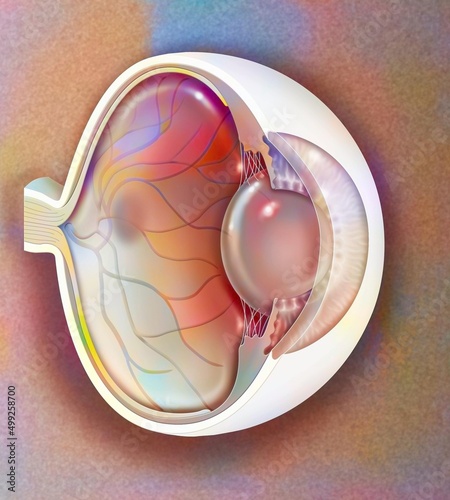 Sagittal view of the eye anatomy showing lens retina cornea iris.