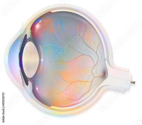 Anatomy section of the eye showing lens retina cornea iris choroid. photo