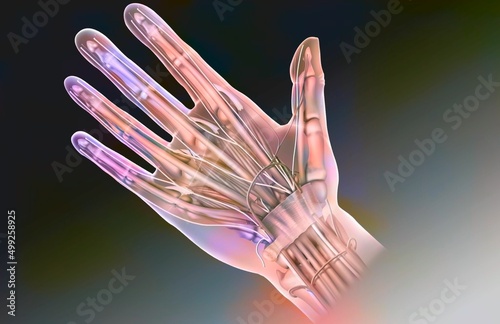 Anatomy of the palmar face of the hand and its contents: median nerve.