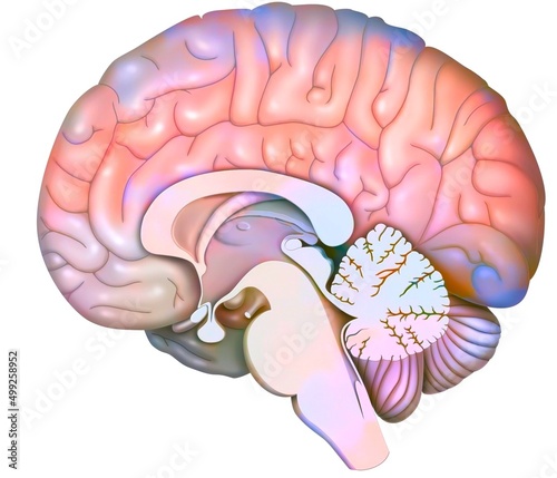 Median sagittal section of the brain with cerebellum and beginning.