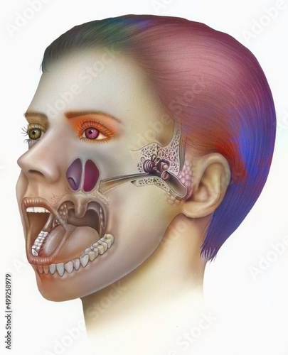 Otorhinopharynx with oral cavity nasal cavity pharynx and ear. photo