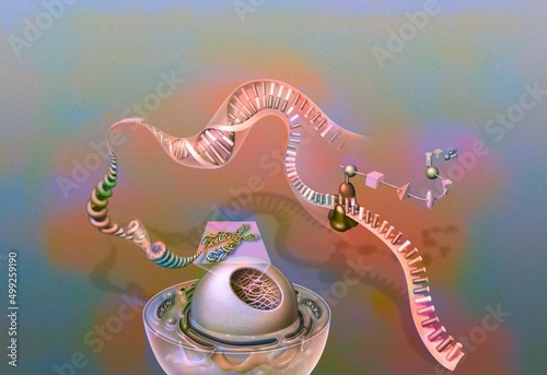 Genes: nucleus of a cell with chromosome chromatin DNA helix genes. photo
