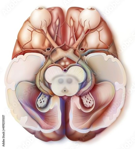 Path traveled by information sent to the brain through the eyes. photo