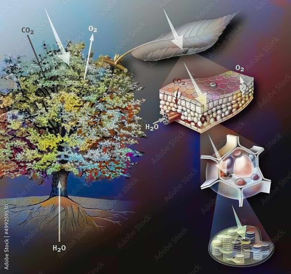Diagram of the photosynthesis of the tree with its different parts