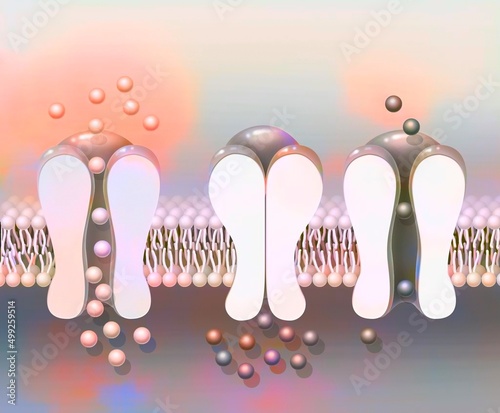Depolarization: phospholipid membrane with NA + and K + ion channels. photo