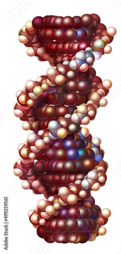 RNA (molecular made up of ribonucleotides (adenine cytosine guanine. photo