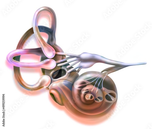 Inner ear and vestibular apparatus with semicircular canals macule.