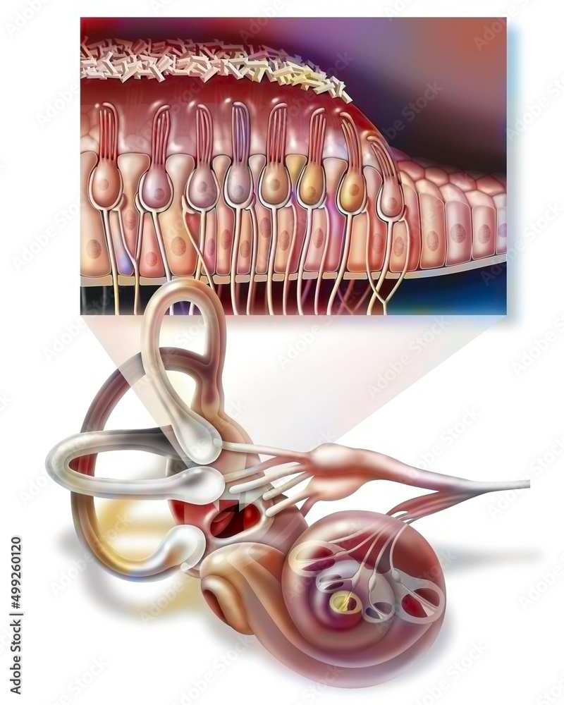 Inner ear and zoom on the macule (organ of static balance). Stock  Illustration | Adobe Stock