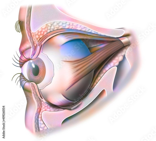 Anatomy of the eye and eyelid (viewed from 3/4) with iris pupil. photo