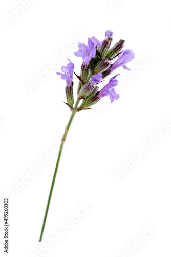 Close up of a sprig of lavender  lavandala angustifolia  on a white.