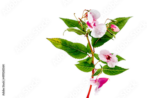 Obraz na plátne Branch of glandular impatiens (impatiens glandulfera) hard flowering