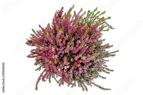 Blooming heather (calluna vulgaris). Family