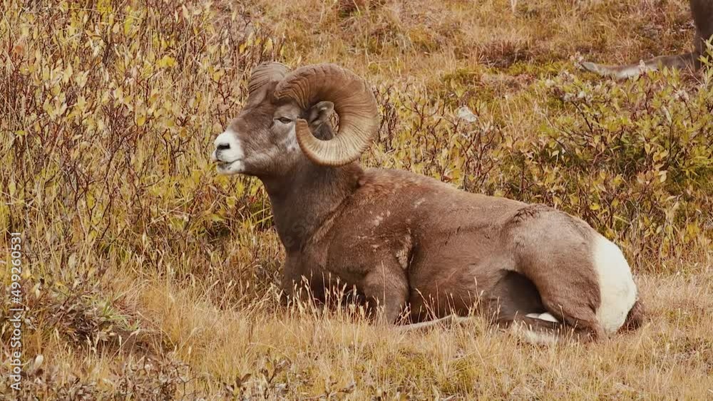 Bighorn sheep (Ovis canadensis): ram ruminating high in the Rocky Mountains, Canada Bighorn sheep (Ovis canadensis): ram ruminating high in the Rocky Mountains, Canada