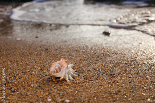 seashell on the beach © Jan