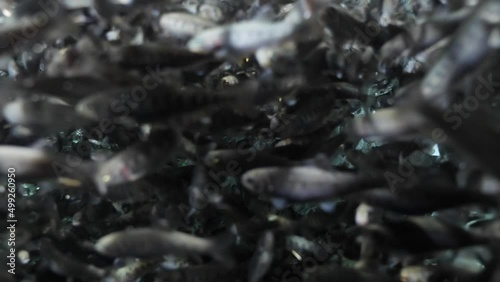 fish farm trout underwater feeding fenzy fish going crazy for food photo