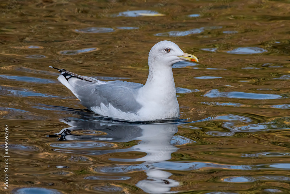 Herring Gull (Larus argentatus) in park pond Herring Gull (Larus argentatus) in park pond