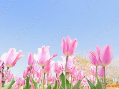 ピンク色のチューリップ と青空 © yslab02