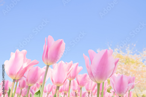 青空とピンクの可愛いチューリップ たち © yslab02