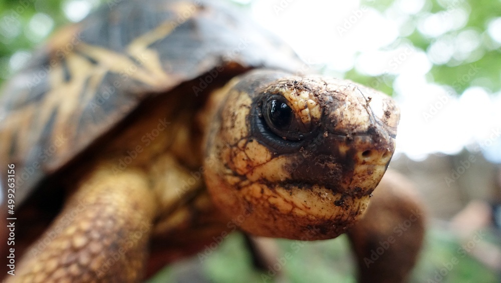 Fototapeta premium turtle head