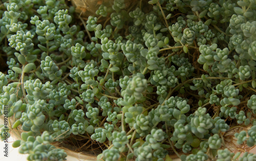 natural close up macro copy space shot of a bunch of green sedum reflexeum or rupestre (Jenny's stonecrop, blue stonecrop, stone orpine or prick-madam) succulent plants from a ragged brown wooden pot