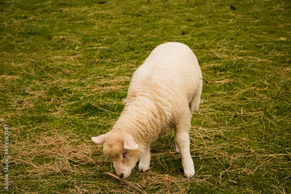 Obraz premium lamb on the meadow
