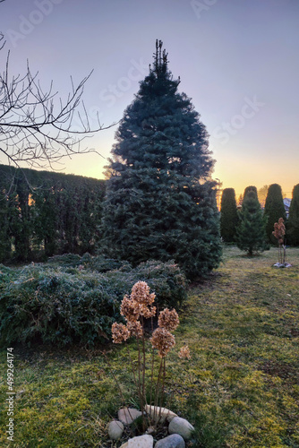 Beautifull outdoor landscape. Natural garden, evergreen thuja, hende. Garden plants background photo