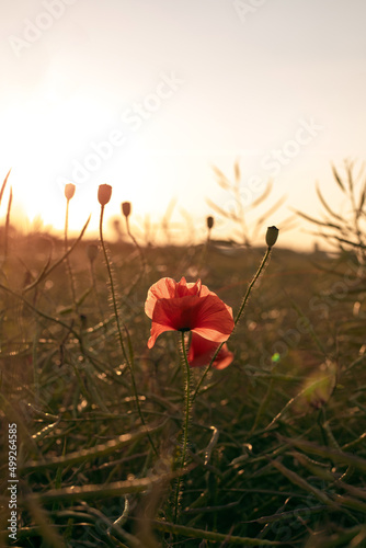 Red poppy flowers in the field during the sunset. Natural background