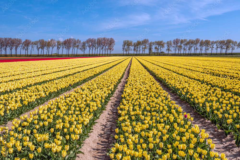 Yellow tulips, a row of trees and a blue sky in a Dutch landscape. The photo was taken near the village of Stad aan 't Haringvliet, municipality of Goeree-Overflakkee, province of South Holland.