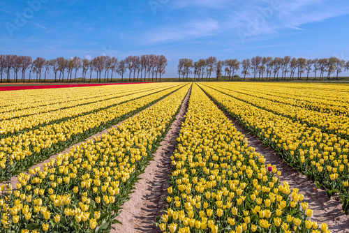 Yellow tulips, a row of trees and a blue sky in a Dutch landscape. The photo was taken near the village of Stad aan 't Haringvliet, municipality of Goeree-Overflakkee, province of South Holland.