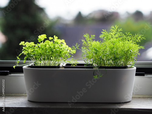 Herbs in a pot. Dill and parsley, home