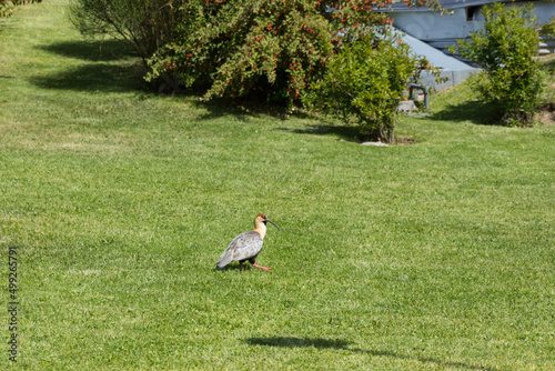 Ein Schwarzzügelibis, auch Brillenibis genannt, sitzt auf einer grünen Wiese in El Calafate in Patagonien. photo