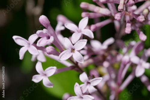 Foto fleurs de lilas de Chine