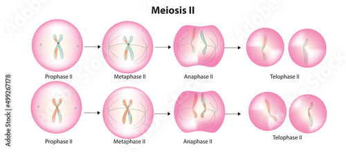 Meiosis stage 2 (second polar body, and a single haploid cell, which enlarges to become an ovum)