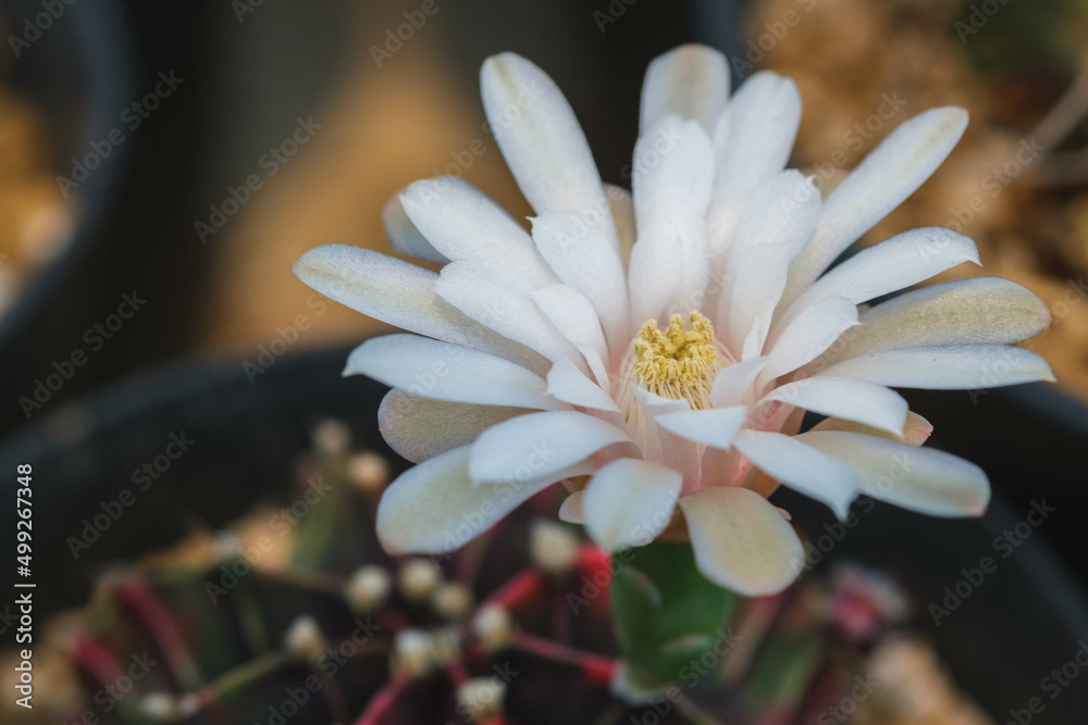 Fototapeta premium Cactus Gymnocalycium Lb 2178​ beautiful green various species Beautiful nature In pots Blooming flowers In the summer