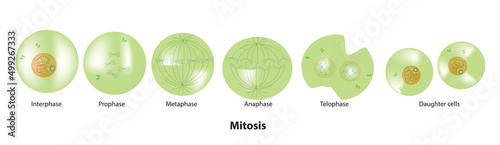 mitosis process (mitosis stages in human cell)