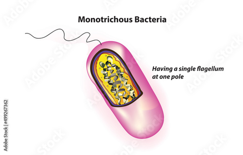 Monotrichous Bacteria (have a single flagellum on body)