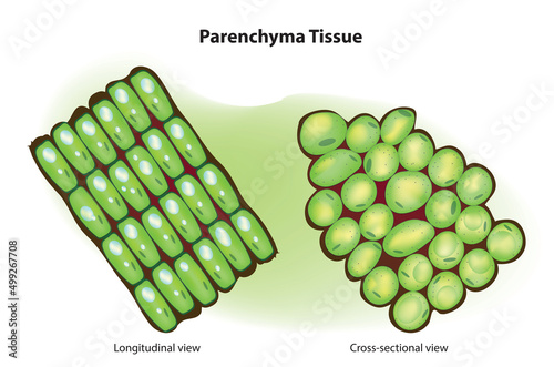 parenchyma tissue diagram photo