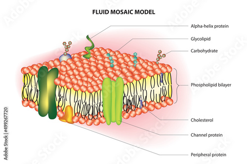 singer and nicolson's fluid mosaic model (cell membrane model)