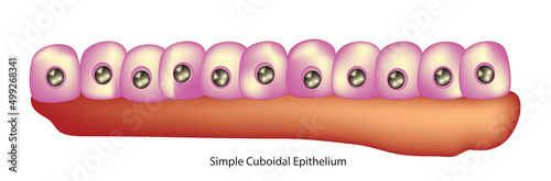 simple cuboidal epithelium photo