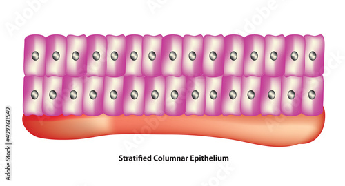Stratified Columnar Epithelium (conjunctiva, pharynx, anus, and male urethra cell layer) photo
