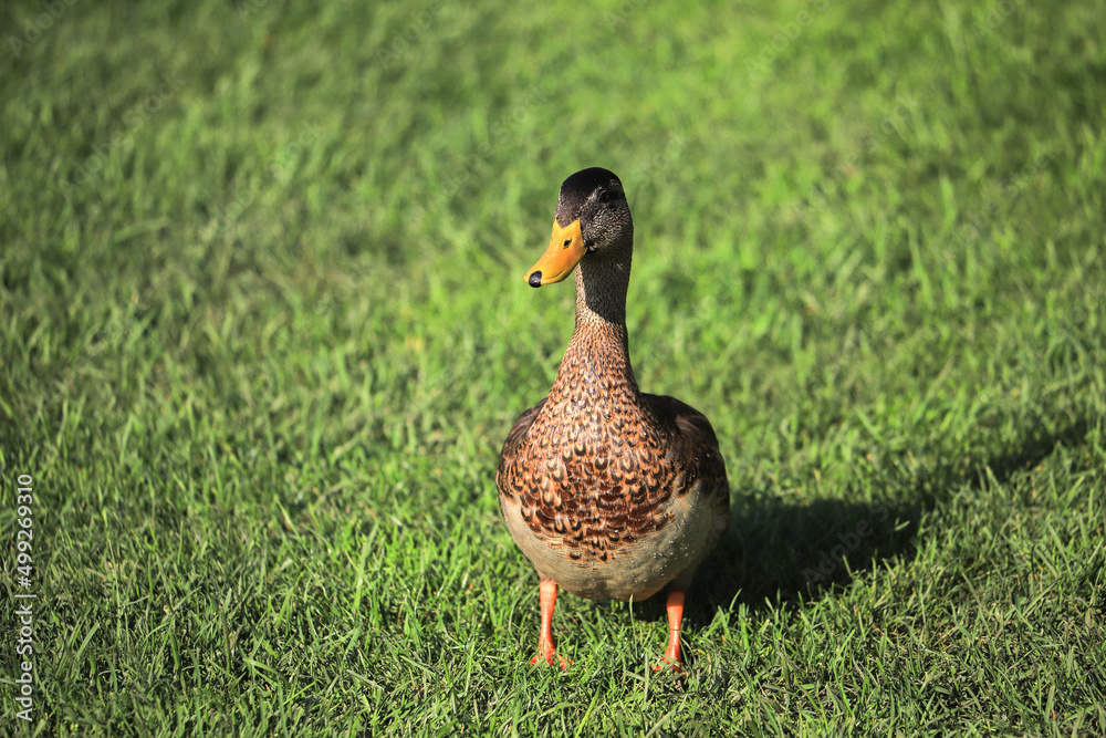 Wild duck on green grass in nature Wild duck on green grass in nature