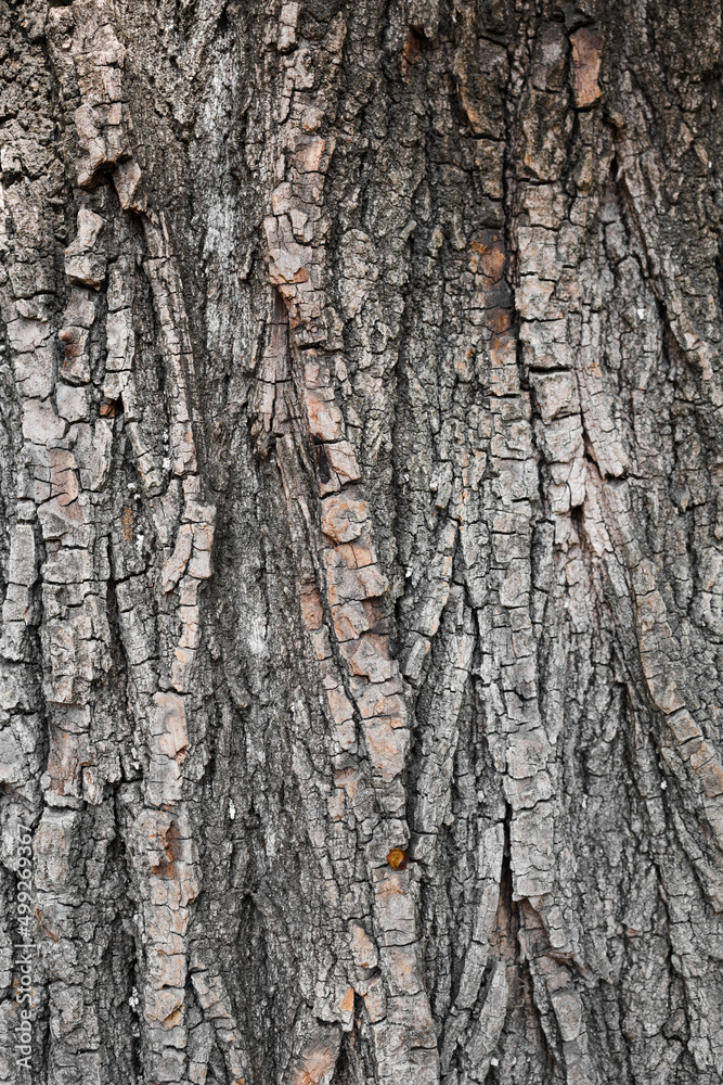 Vertical shot of tree bark texture background Vertical shot of tree bark texture background