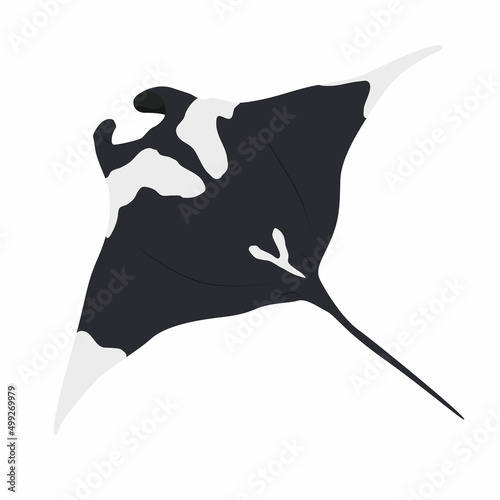 Giant oceanic manta ray. View from above. Realistic vector sea animals