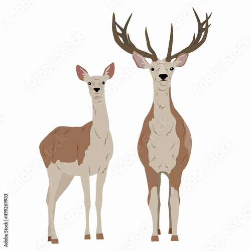 Pair of red deer. Vector realistic animal