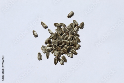 small kuaci seeds ready to plant in the garden