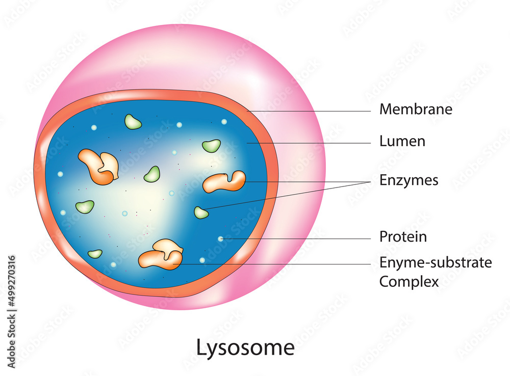 Lysosome Anatomy With Digestive Enzymes Vector De Stock Adobe Stock